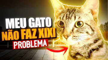 Pode dar amoxicilina de gente para gato?