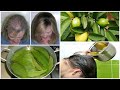 Did You Know That Guava Leaves Can Stop Your Hair Loss and Make it Grow Like Crazy!!