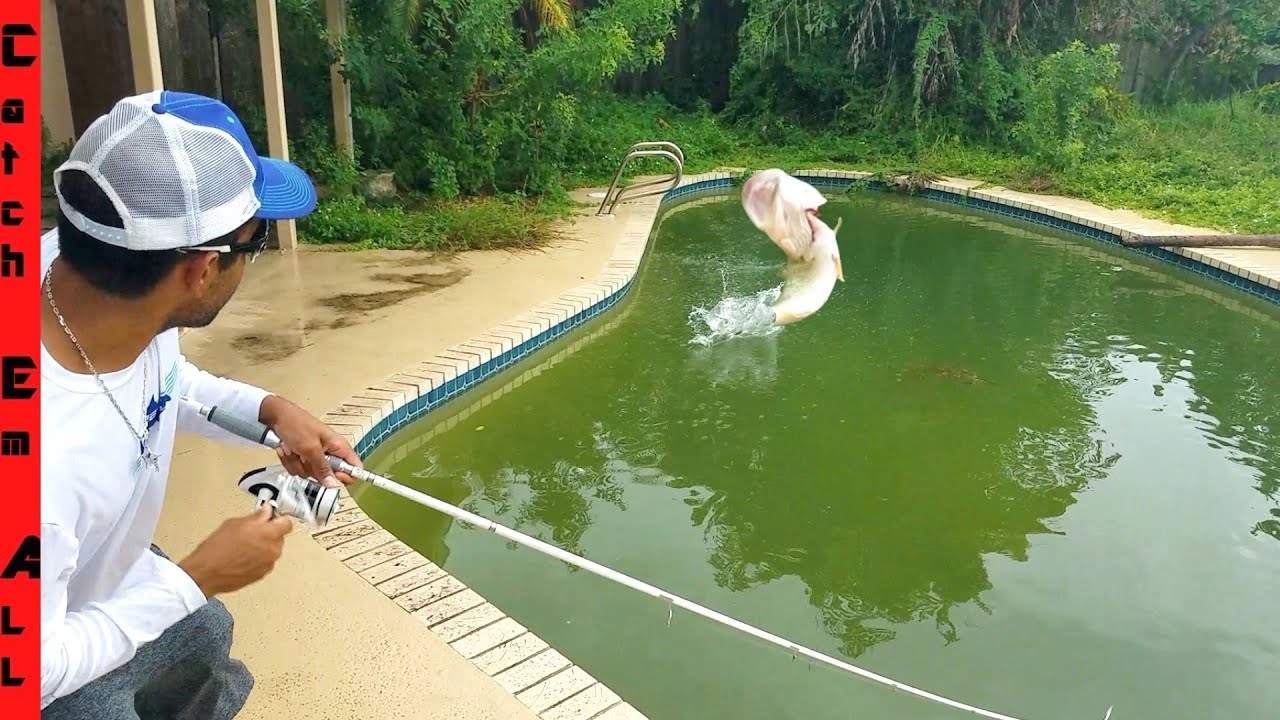 SAVING FISH in ABANDONED SWIMMING POOL! Fishing them Out 