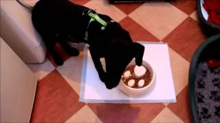 Finzi eating from her no-gobble dinner dish by Pete the Vet 2,042 views 11 years ago 1 minute