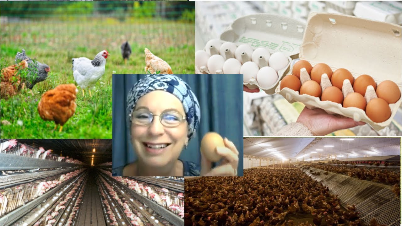 Chickens pt 1 A Consideration of Eggs and Ethics YouTube