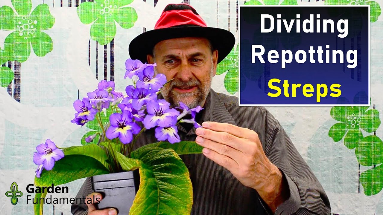 Streptocarpus - Dividing and Repotting  ✂️🎊💎 What to do when your cape primrose gets too big?