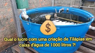 Quanto Da Para Ganhar Com Tilápias Em Uma Caixa Dágua De 1000 Litros Em 6 Meses ?