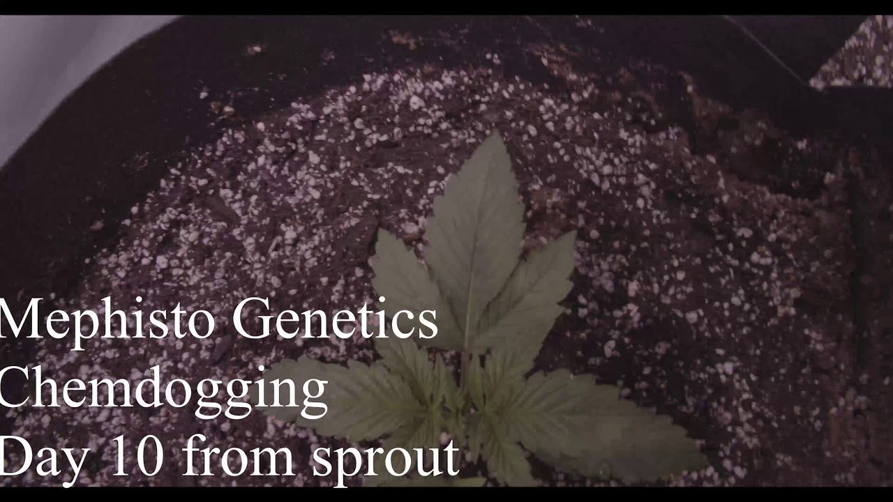 Mephisto Genetics Chemdogging -  Day 10