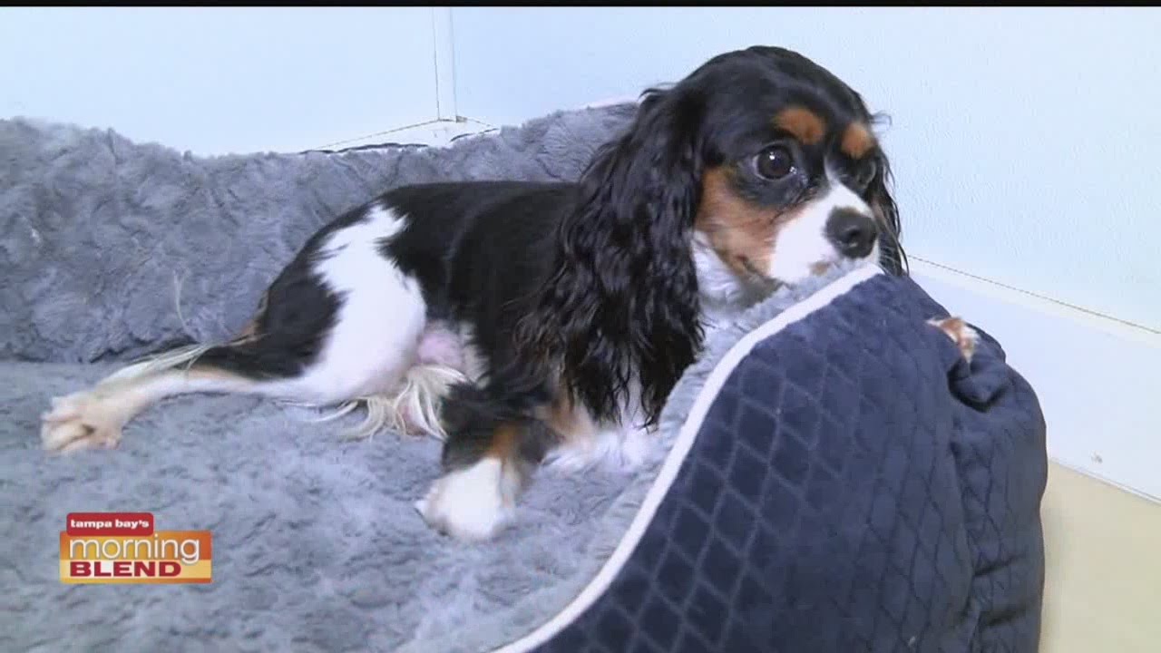 TyVy Pet Hotel YouTube