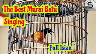 The Best Bird Singing Murai Batu #muraibatu #kicaumania #birdloverdaily