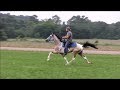 Israel's Son of Blue Ribbon Single Footing Stallion - Jacob Parks Horsemanship