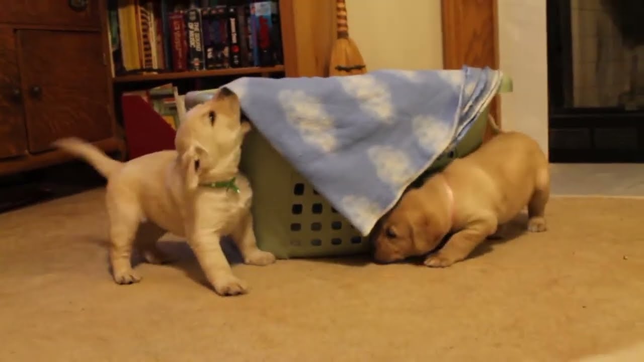 Yellow Labrador Puppies ~ 5 Weeks Old from BucABuc Farm - YouTube