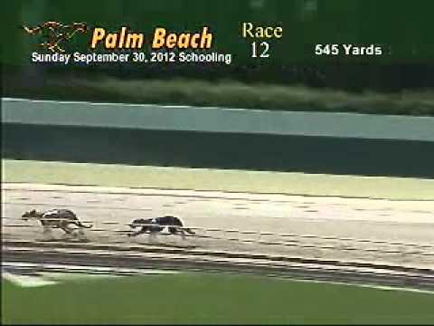 Go GreyhoundNews (#1) first official schooling race at Palm Beach Kennel Club!