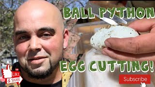 Cutting a clutch of ball python eggs (bumblebee clown x clown )