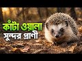 হেজহগ (Hedgehog) 🦔 | কাঁটা ওয়ালা সুন্দর প্রাণীর অজানা তথ্য | Amazing Hedgehog Facts in Bangla