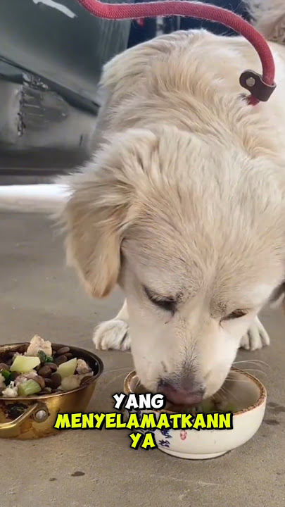 It's not easy for such a small dog to survive #shorts #dog
