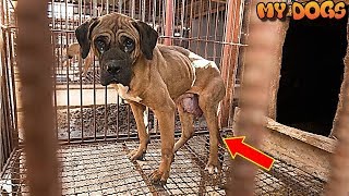 Rescue a Poor Dog Whose Legs Were Deformed From Living on a Meat Farm Learns to Walk Again by MY DOGS 15,433 views 5 years ago 3 minutes, 6 seconds