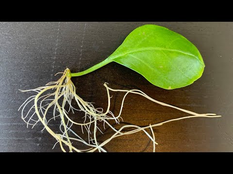 Video: Basil ‘Fino Verde’ Info: Paano Pangalagaan ang Fino Verde Basil Plants