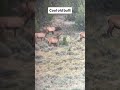Mature Bull Elk Showing Massive Antler Mass! 🦌👀 #shorts