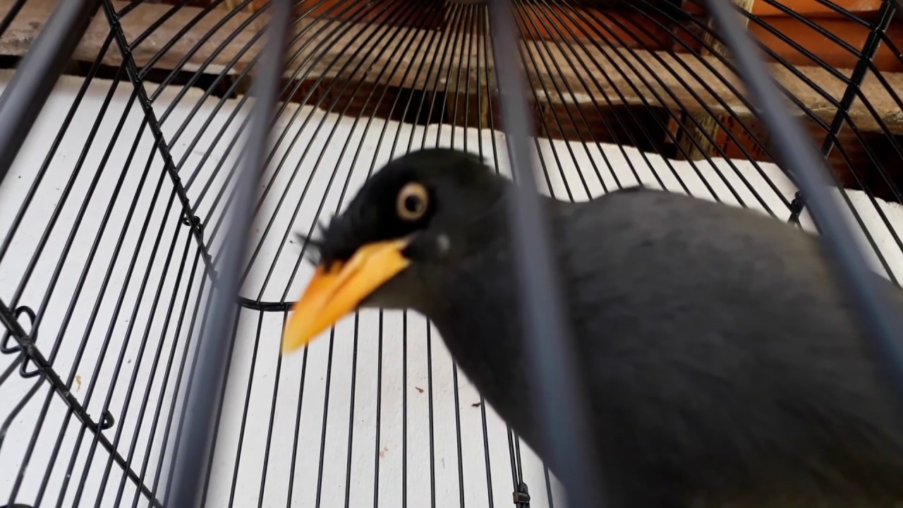 Suara pikat burung jalak kerbau 