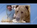 Meet Brutus the Grizzly Bear | The Oprah Winfrey Show | Oprah Winfrey Network