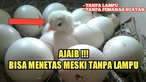 TELUR AYAM BISA MENETAS MESKI TANPA LAMPU PEMANAS [hatch eggs without electricity]