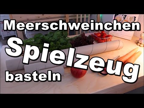 Video: Welches Spielzeug kann ich meinem Meerschweinchen geben?