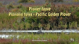 Pluvier fauve &quot;Pluvialis fulva&quot; - Pacific Golden Plover