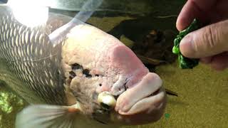 Giant Gourami Eats Spinach