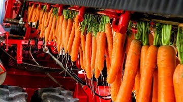 How Carrots are Harvested & Processed - Modern Carrot Processing Technology - Food Factory