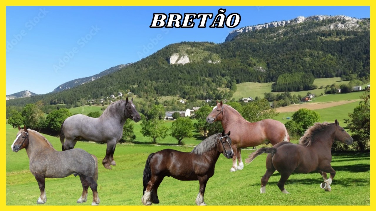 Raças de Cavalos: Bretão! #cavalos #cavalo #percheron #equinos #equino ...