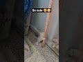 how cute 🥺 #cat