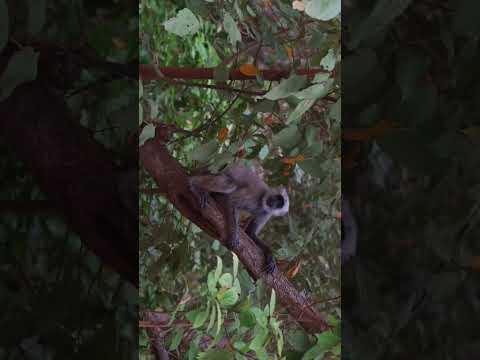 Wild Binsar & Corbett