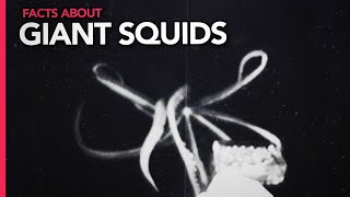 ✘ Disturbing Facts about Giant Squids