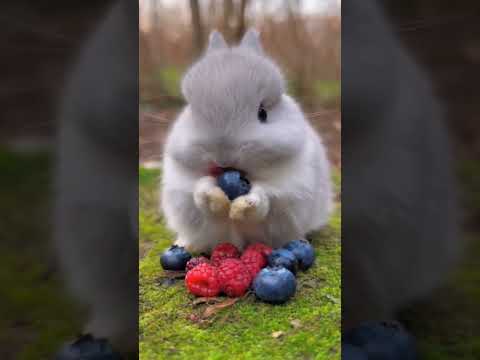 Cute Banny Eating Berries Animals Cuteanimals Viralvideo Shorts