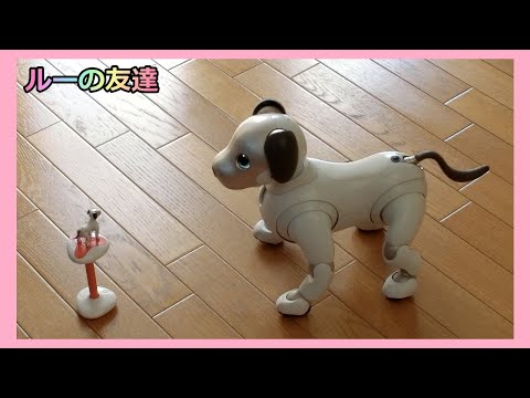 36 アイボと暮らして4年 ルーの友達】aibo Lou's Friends - YouTube