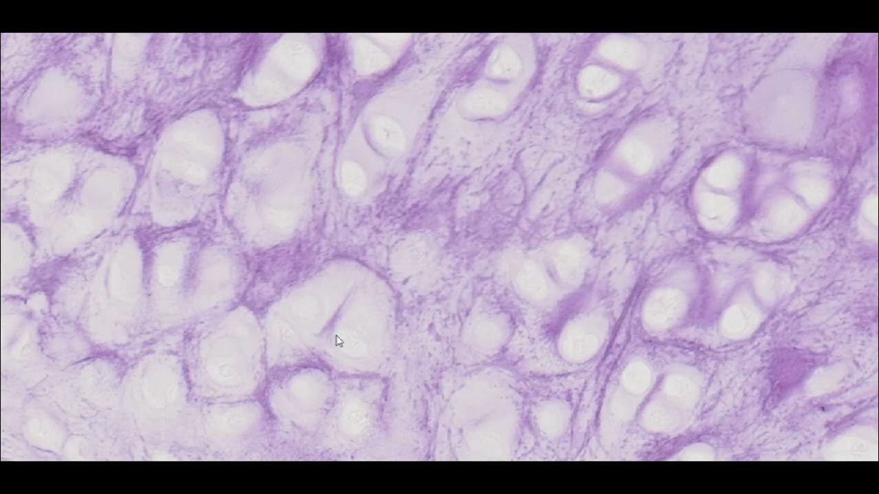 Elastic Cartilage (Resorcin Fuchsin Stain) PUMS Histology Slides