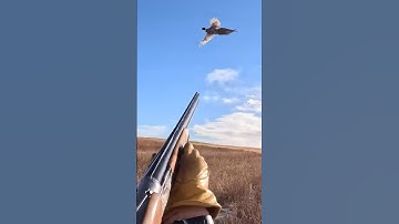Colorado Pheasant HuntPreview |SimpleHunts S69 #hunting #birdhunting#birddog