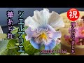 【シエルブリエ 】【華あられ】ビオラ植え付けました。我が家のビオラ
