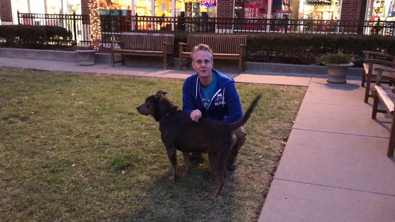 ADOPTED! Kansas City Pet Project’s Bob YouTube