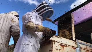 Toolbox Bees Part 1