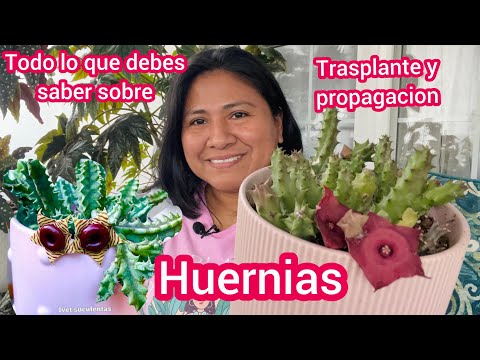 Video: Plantas de cactus salvavidas: consejos para cultivar cactus Huernia