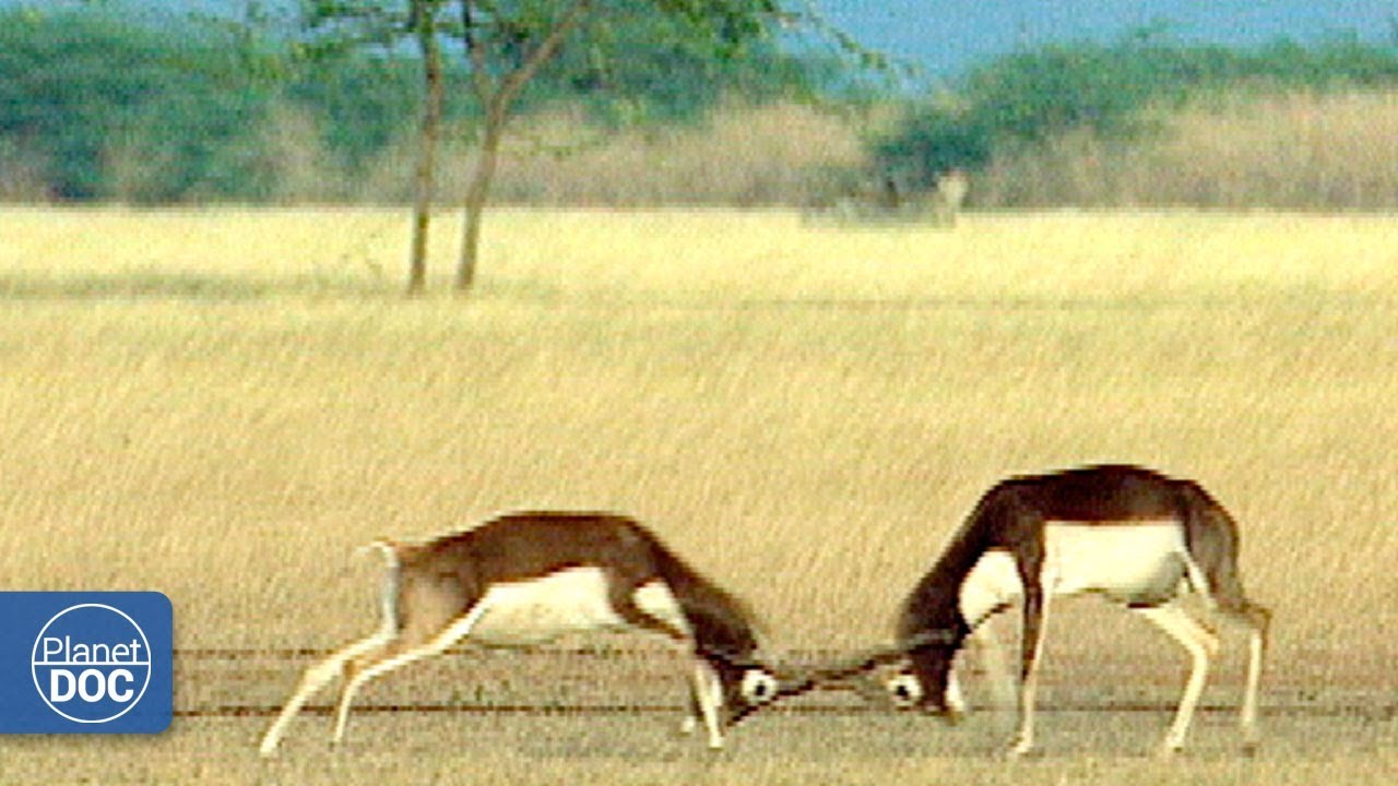 Documentary backdrop image for Little Rann Desert (India) - Part 3 (2018)