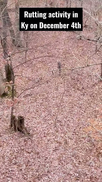 December rut Ky #deer #deerhunting #whitetaildeer #deerseason #rut #buck