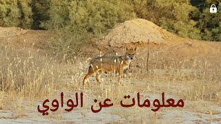 معلومات قد لاتعرفها عن ابن اوى ( الواوي ) #الواوي اين يعيش #كم تنجب من افراخ