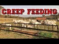 CREEP FEEDING, como funciona?