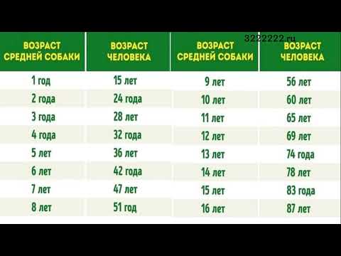 Сколько живут собаки и кошки