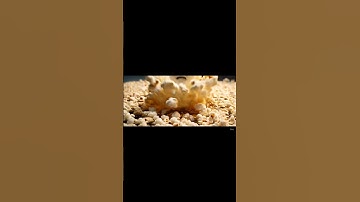 #ai #animation #capcut #shorts #shortvideo #first #cartoon