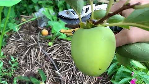 Kéo này cắt tỉa cành ,hái trái trên cao tiện dụng và hiệu quả lắm các bác.gọi e nhé:0392029881