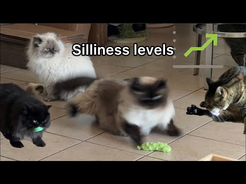 my cats were being way too silly this morning
