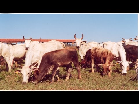 Curso Cruzamento Industrial Red Angus X Nelore