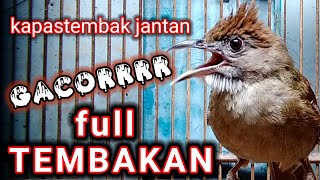 Kapas tembak jantan gacor.