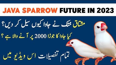 Java Sparrow Future in 2023-2024 | Java Birds Business Future | Mini Zoo @MushtaqBirdsAcademy