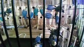 Love bird Violet fischery import Eropa Timur @Sembego Aviary Yogyakarta